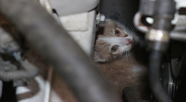 Adana’da kamyonetin motor kısmına sıkışan yavru kedi kurtarıldı