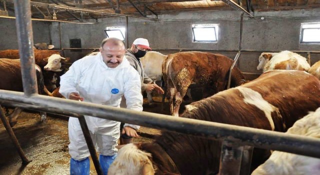 Kütahyada sonbahar dönemi şap aşılama kampanyası başladı