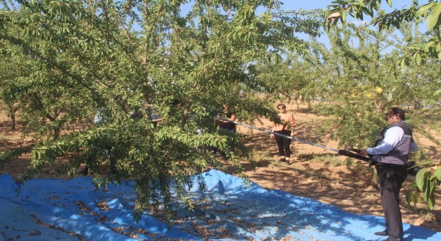 Elazığda organik badem hasat etkinliği düzenlendi
