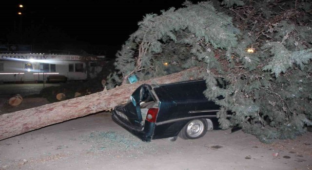 Amasyada fırtınanın söktüğü ağaç, minibüsün üstüne devrildi