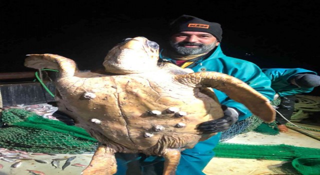 Marmarada ağlara takılan caretta caretta balıkçıları şaşkına uğrattı