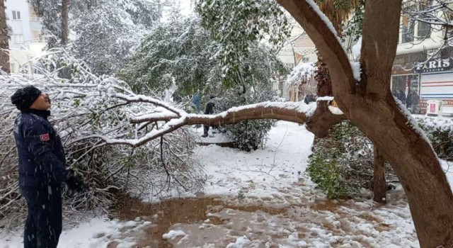 Mardinde karın ağırlığına dayanamayan ağaç dalları kırıldı