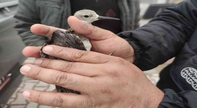 Yaralı dövüşken kuş tedaviye alındı