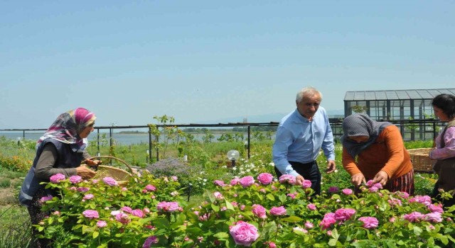Altınova Belediyesi Tıbbi Aromatik Bitkiler Bahçesinde hasat zamanı