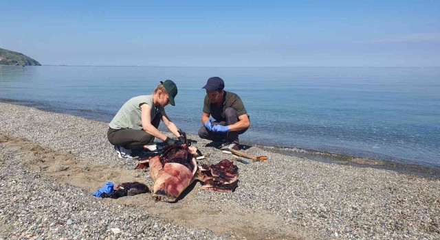 Karadenizde çok konuşulan yunus ölümleri araştırılıyor