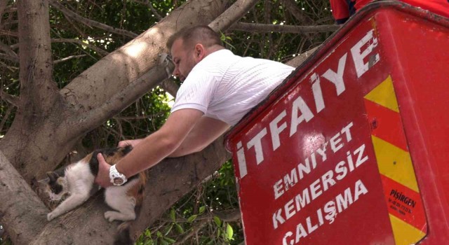 Kayıp kediyi mahsur kaldığı ağaçtan itfaiye ekipleri kurtardı