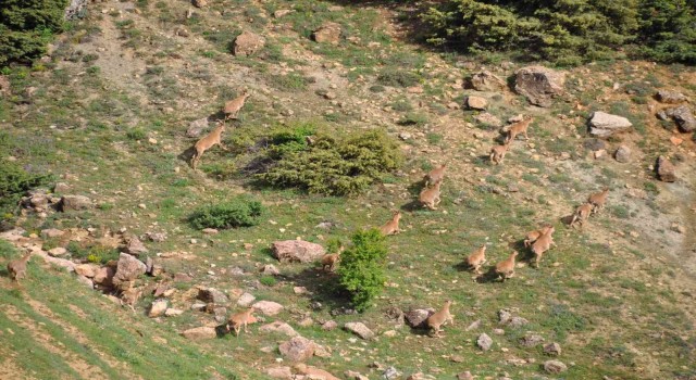 Tuncelide yaban keçileri dron ile görüntülendi