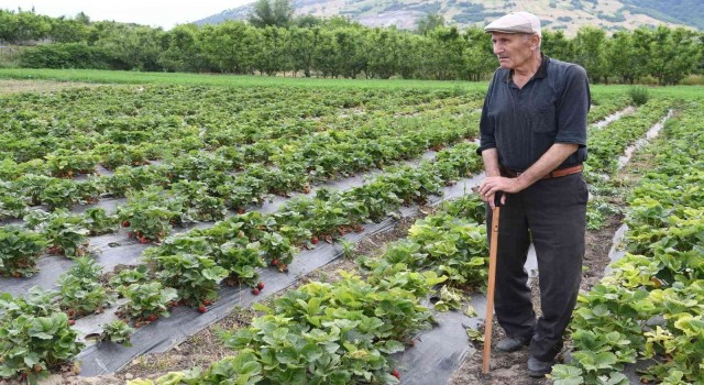 72 yaşındaki çilek üreticisinden gençlere çağrı