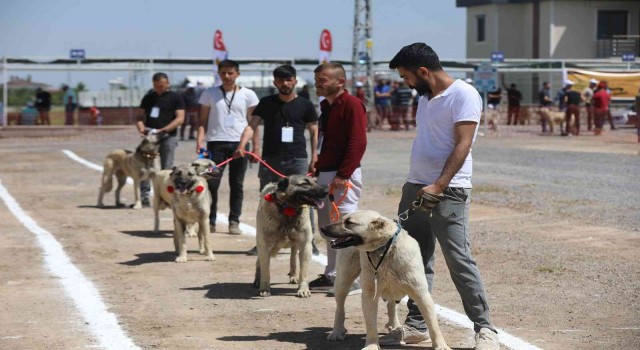 Anadolu Çoban Köpekleri Güzellik Yarışması