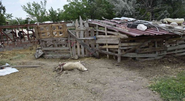 Burdurda sokak köpekleri koyunlara saldırdı, vatandaş isyan etti