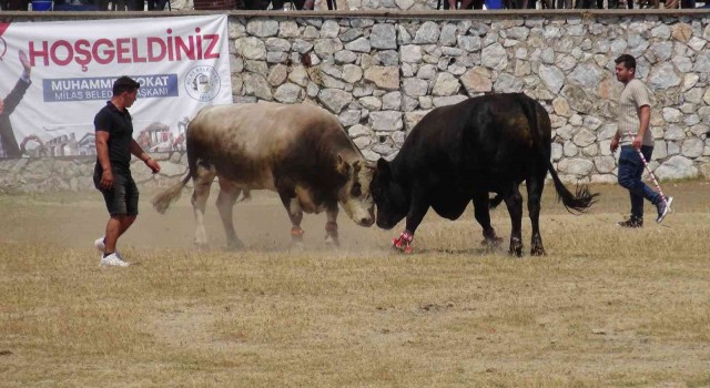 Milasta boğa güreşleri nefes kesti