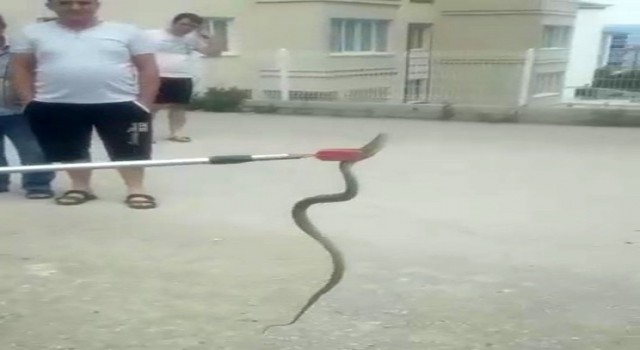 Otomobilin altına giren yılan mahalleliyi korkuttu