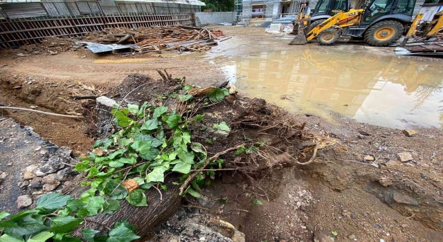 Sağanak yağışta 15 metre boyundaki ağaç devrildi