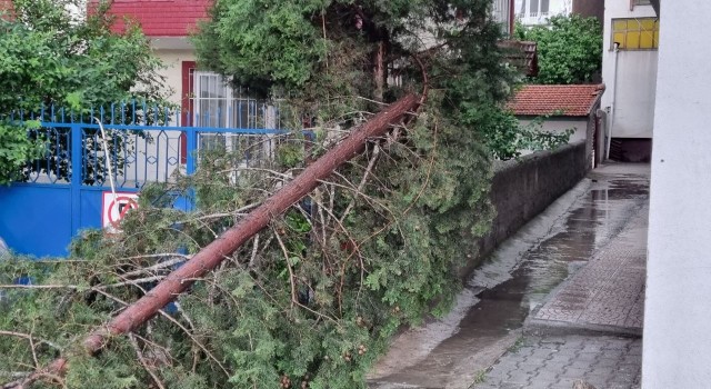 Şiddetli rüzgar ağaçları devirdi, elektrik tellerini kopardı