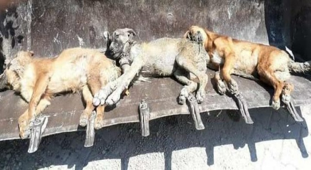 Bayraktar: Hatayda bir ayda 17 kedi ve köpek zehirlenerek öldürüldü