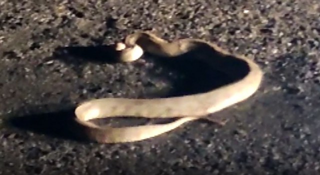 Yaralı yılanı görünce aracını durdurdu