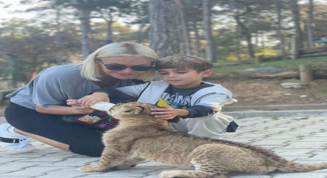 Ünlü oyuncu Ece Erken 3 aylık yavru aslanı elleriyle besledi