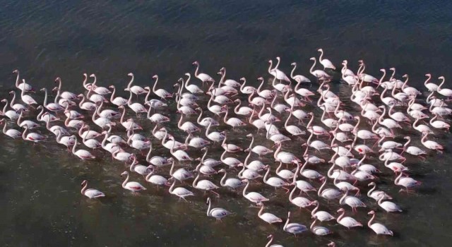 Flamingolar Bodruma renk kattı