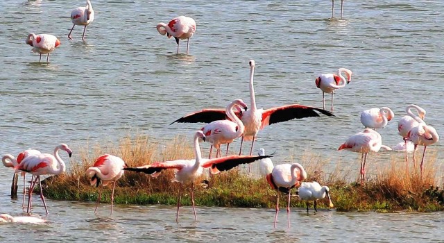 Kuş Otelindeki flamingo sayısı bin 250ye ulaştı.