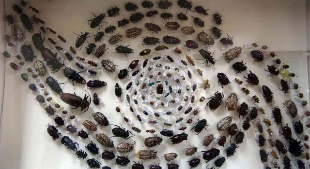Böcek müzesinde 4 bin böcek türü sergileniyor