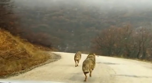 Köy yoluna inen kurtlar görüntülendi