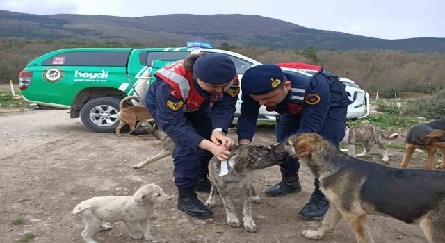 Jandarma sokak hayvanlarına reflektif tasma taktı