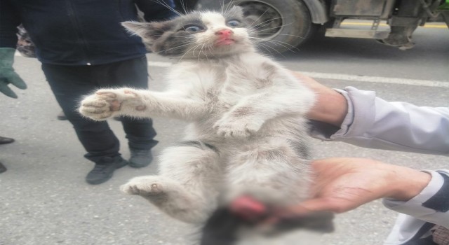 Otomobil tekeri ile balata arasına sıkışan kedi yaralandı
