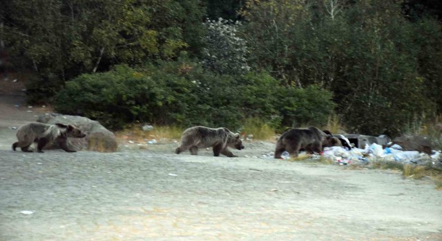 Nemruttaki boz ayılar aç kalınca çöplüklere dadandı