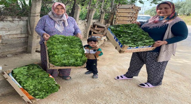 Alaşehirde asma yaprağı ihracatı artıyor