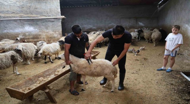 Kurban bayramı öncesi Adana'da koyun stoklanıyor iddiası