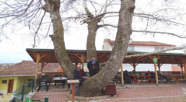 Yeniceköydeki 250 yıllık çınar ağacı ilgi odağı