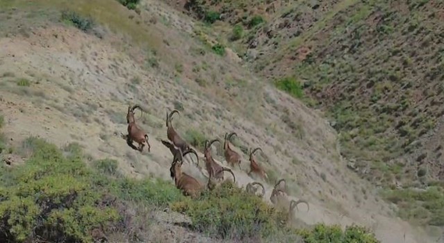 Elazığda koruma altında bulunan çengel boynuzlu dağ keçileri görüntülendi