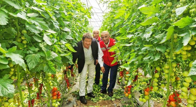 Karadenizin en büyük sebze serasında sezonun ilk domates hasadı yapıldı