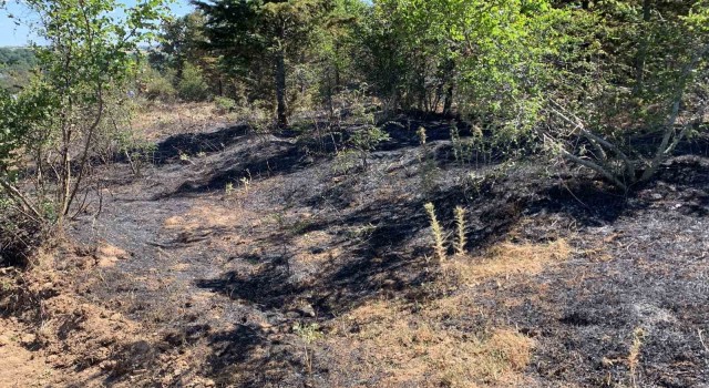 Kırklarelinde orman yangını: 10 dekar alan ile 5 dekar buğday tarlası zarar gördü