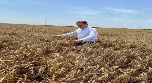 Yüreğir Ziraat Odası Başkanı Doğan: Açıklanan buğday fiyatı beklentileri karşılamadı