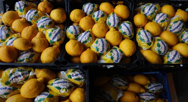 Sezonunda para etmeyen limonlar depoda çürüyünce kilosu 80 TL'ye çıktı
