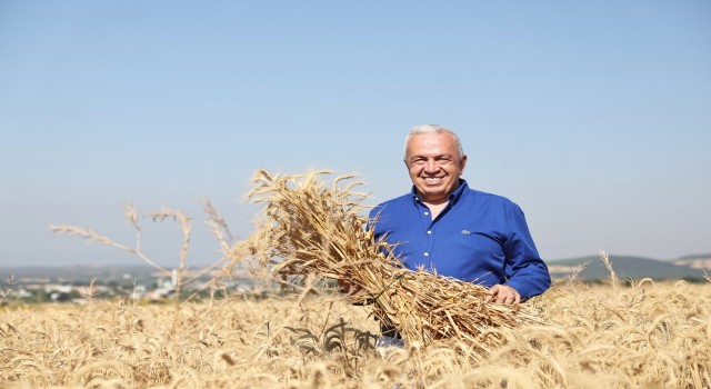 Nilüferde yerel tohumdan üretilen buğday hasadı başladı