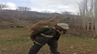 Kahramanmaraş’ta fahri av müfettişi hasta yaban keçisini 3 kilometre sırtında taşıdı