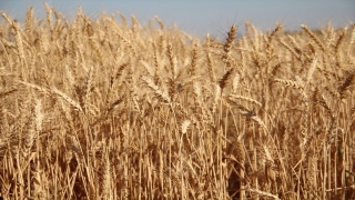 Amik Ovası’nda ilk buğday hasadı yapıldı