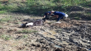 Hatay’da bataklığa saplanan inek, itfaiye ekiplerinin yardımıyla kurtarıldı