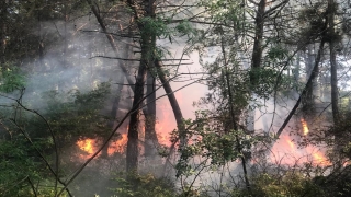 Antalya’da çıkan orman yangını havadan ve karadan müdahaleyle söndürüldü