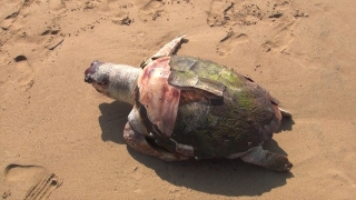 Antalya’da 2 deniz kaplumbağası kıyıya vurdu