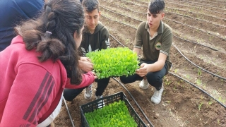 Adana’da öğrenciler, sebze fidelerini toprakla buluşturdu