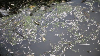 Kahramanmaraş’ta sulama kanalındaki balık ölümlerine ilişkin inceleme başlatıldı