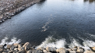 Ceyhan Nehri’nde görülen balık ölümleriyle ilgili inceleme başlatıldı