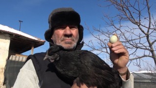 Ayam Cemani cinsi horoz ve tavuk görenleri şaşırtıyor: İç organları dahi kömür karası