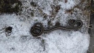 Kış mevsiminde görülen yılan şaşırttı