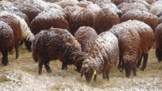 Besiciler koyunlarını kar altında yemliyor