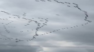 Göç yolundaki Pelikanlardan muhteşem gösteri