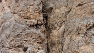 Kayaların usta tırmanıcıları